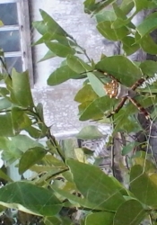 We are reaching out to entomologists to confirm that this is indeed an orb weaver in the lime tree outside Linda Deane's home in May 2015