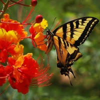 Butterfly on Pride of Barbados flower.  Photo Copyright 2018 by DialAFlight Blog.