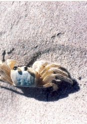 South Point sand crab