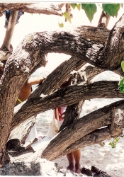 Oistins • manchioneel screen