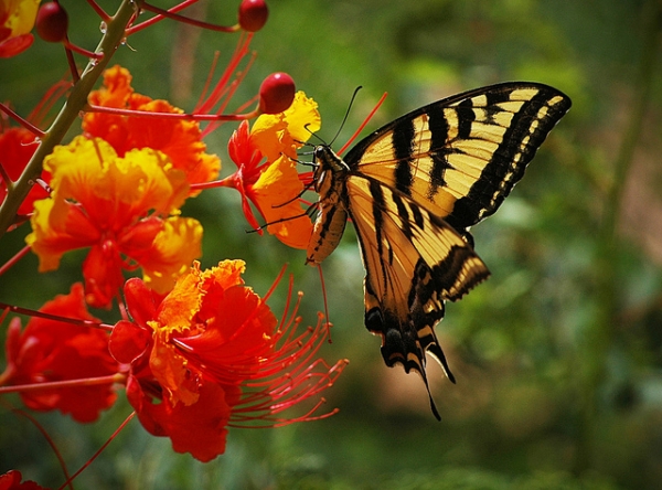 Butterfly on Pride of Barbados flower.  Photo Copyright 2018 by DialAFlight Blog.